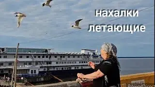 на КАЗАЧКУ в КРУИЗЕ по РОССИИ напали ЧАЙКИ, УКРАЛИ  рыбу