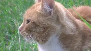 Туголесские коты 2019