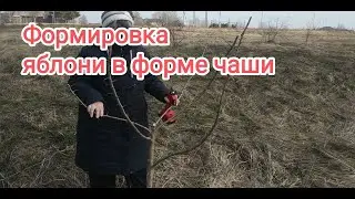 Формировка плодового дерева в форме ,,чаши,,