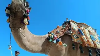 hotel NOVOTEL Marsa Alam Egypt 10/2022