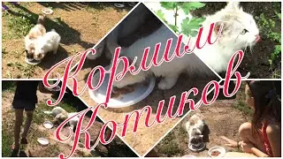 💯 ПОДПИСЧИКОВ! КОРМИМ БЕЗДОМНЫХ  КОТИКОВ!