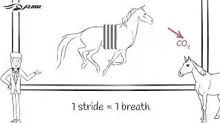 1 breath = 1 stride