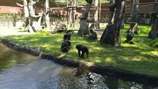 Zoo Taiping, Perak - Ragam Beruk