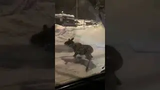 Олень или лось?