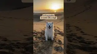 Dog travel tips🐻‍❄️eSIM @holafly ​⁠ Discount:THETRAVELTELLERS #holafly #esim #unlimiteddata #dog