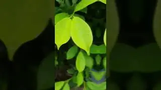 Plants Photography || #photography #shorts