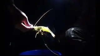 Shrimp Traps