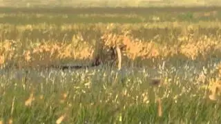 Охота на сурка Оренбург.MOV