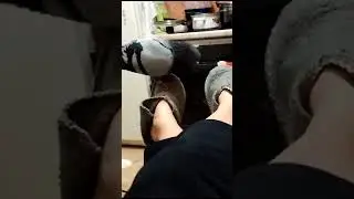 Шаманский танец домашнего голубя!