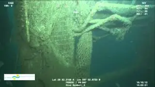 Goliath Grouper PN967