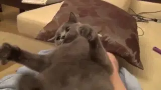 Funny videos.Cat ka barking dog