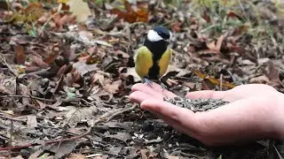Handfeeding a lot of blue and great tits 4K