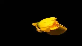 Daffodil opens