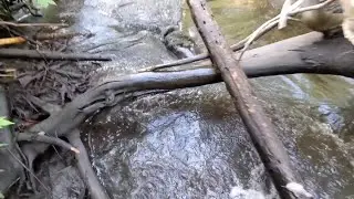 Chased By Angry Beaver After Draining Swamp