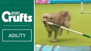 Hilarious Rescue dog Kratu steals the show (and a pole)!
