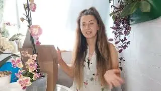 КАК правильно БЕЗ ОШИБОК ПОЛИТЬ НОВУЮ, Просушенную ОРХИДЕЮ из ПОСЫЛКИ/ НОВИНКИ от Flowers-yuga