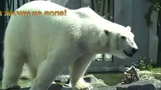 Белые медведи без снега