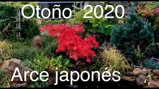 El otoño en los arces comienza su color
