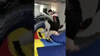 TubbyFit mixed wrestling day (Pro wrestling, judo, Greco Roman and freestyle)