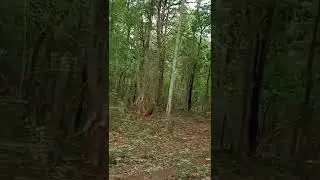 🌲forest view
