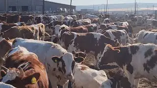 Хучанд🇹🇯 МОЛБОЗОР МИРЗО в прямом эфире!