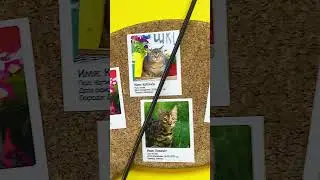 Посетил первый раз котокафе The кошки #пушистики  #котики #добро #котокафе #рекомендации #shorts