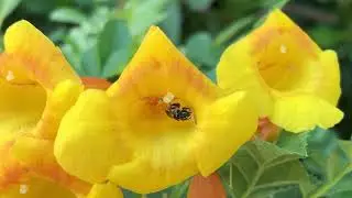 Trumpetbush