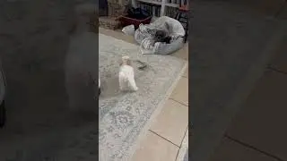 Puppy in her new home, Lizzy is her name 