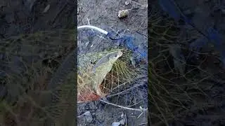 Влетел голавль , был отпущен, рыбалка Башкирия