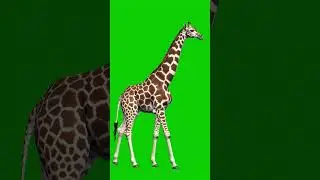 Realistic Giraffe Walking Green Screen Effect 