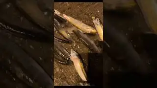 Sea bass and sardine 