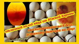 ‼️Here is the result‼️Ovoscopy of an egg for fertilization. How to correctly place a sensor on an...