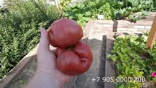 Всё в труху!  Хлеб с еловыми иголками.  Сбор шелковицы под душем. Первые помидоры .