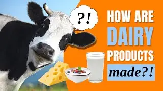 How are dairy products made?! | Amazing Cow Facts for Kids #kidseducation #dairyfarm #cowvideo
