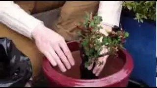 Comment planter les rosiers en pot ?