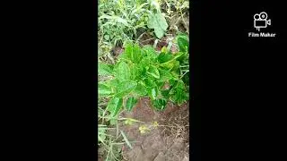 lemon tree 🍋#kagdi