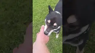 Shiba plays fetch! Such alovely dog!😍🐕🐶
