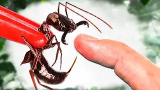 STUNG by a Trapjaw Ant!