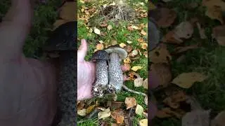 Октябрьские подберёзовики очень порадовали своим количеством и качеством