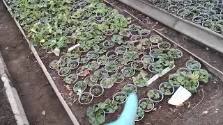 Саженцы клубники зимовка