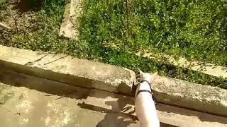 КРЫСЯ. Долгожданная прогулка!
