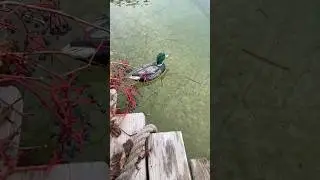 The duck warned that the skimmer was full.