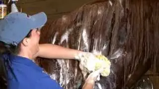 Horse Shampoo & Conditioner for Grooming: How to Use Mane 'n Tail's Original Shampoo and Conditioner