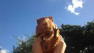 Worship Me | Rare Cryptid Footage