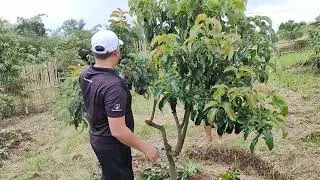 Seri belajar pruning Alpokat😀😀😀🥑🥑🥑🥑