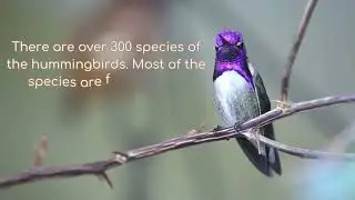 Least known facts about hummingbirds facts