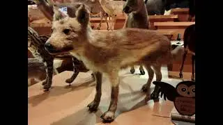 Japanese wolf sound effect