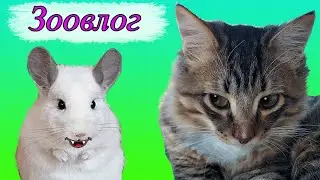 Шиншилла укусила котёнка. Игрушка для кошек. Кролик грызёт провода.