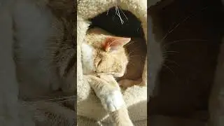 Chloe resting before thanks giving dinner