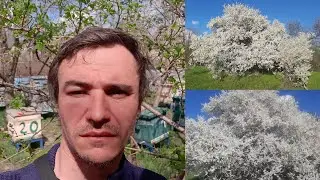 Не погано бджоли розпочали сезон! Як у вас?